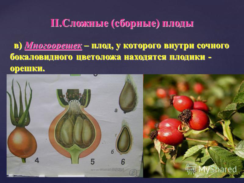 Сад Шубиной - саженцы, рассада, крупномеры в Новосибирске Плод - это. значение слова Плод