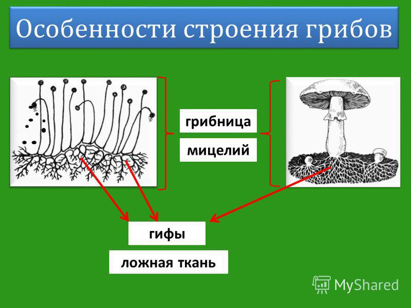 Особенности строения грибов грибница мицелий гифы ложная ткань