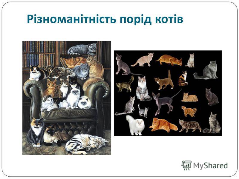 Різноманітність порід котів