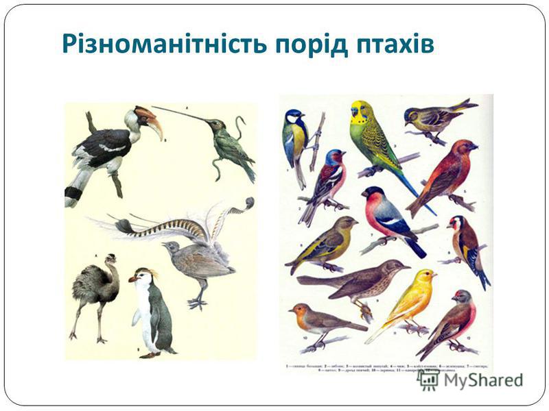Різноманітність порід птахів