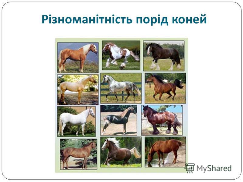 Різноманітність порід коней