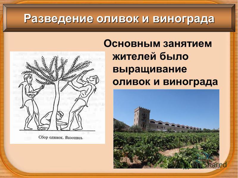 Основным занятием жителей было выращивание оливок и винограда Разведение оливок и винограда