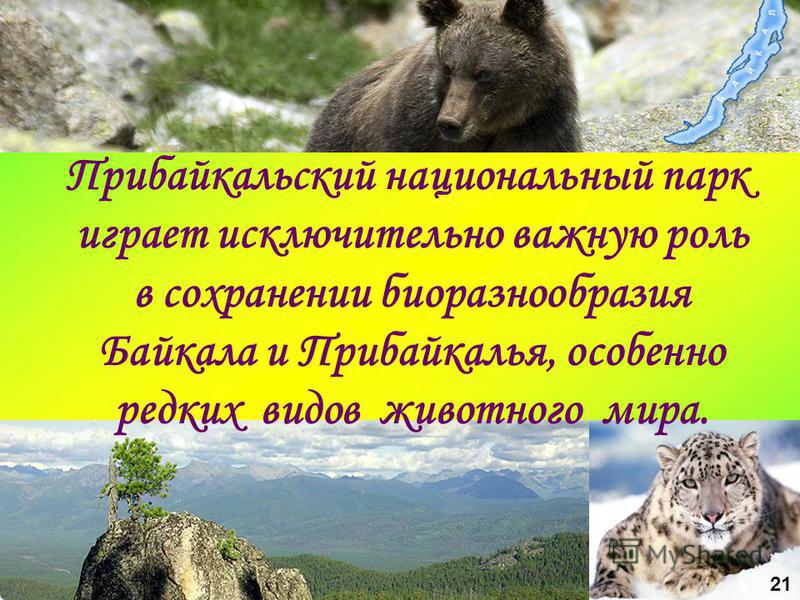 19 Прибайкальский национальный парк играет исключительно важную роль в сохранении биоразнообразия Байкала и Прибайкалья, особенно редких видов животного мира. 21