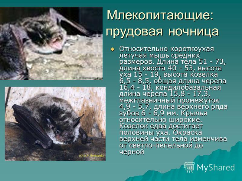 [PUNIQRANDLINE-(au-dating-names.txt) 55 Доклад о животных нижегородской области 1859
