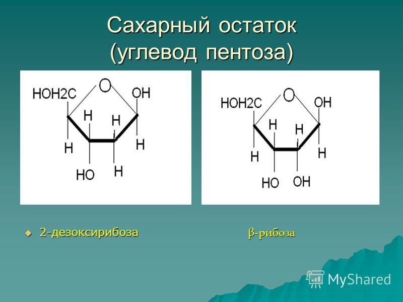 Сахарный остаток (углевод пентоза) 2-дезоксирибоза β-рибоза 2-дезоксирибоза β-рибоза