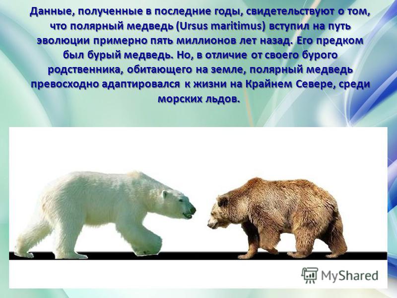 Данные, полученные в последние годы, свидетельствуют о том, что полярный медведь (Ursus maritimus) вступил на путь эволюции примерно пять миллионов лет назад. Его предком был бурый медведь. Но, в отличие от своего бурого родственника, обитающего на з