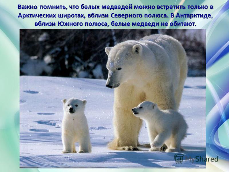 Важно помнить, что белых медведей можно встретить только в Арктических широтах, вблизи Северного полюса. В Антарктиде, вблизи Южного полюса, белые медведи не обитают. Важно помнить, что белых медведей можно встретить только в Арктических широтах, вбл
