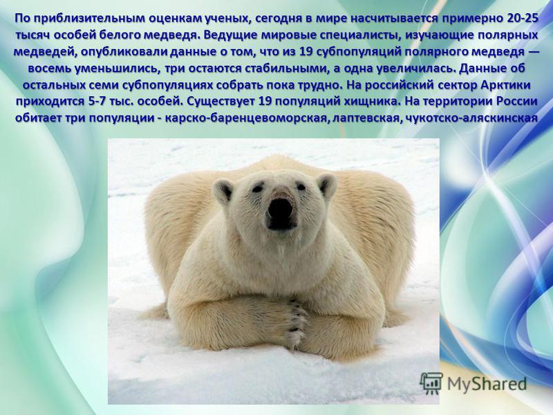 По приблизительным оценкам ученых, сегодня в мире насчитывается примерно 20-25 тысяч особей белого медведя. Ведущие мировые специалисты, изучающие полярных медведей, опубликовали данные о том, что из 19 субпопуляций полярного медведя восемь уменьшили