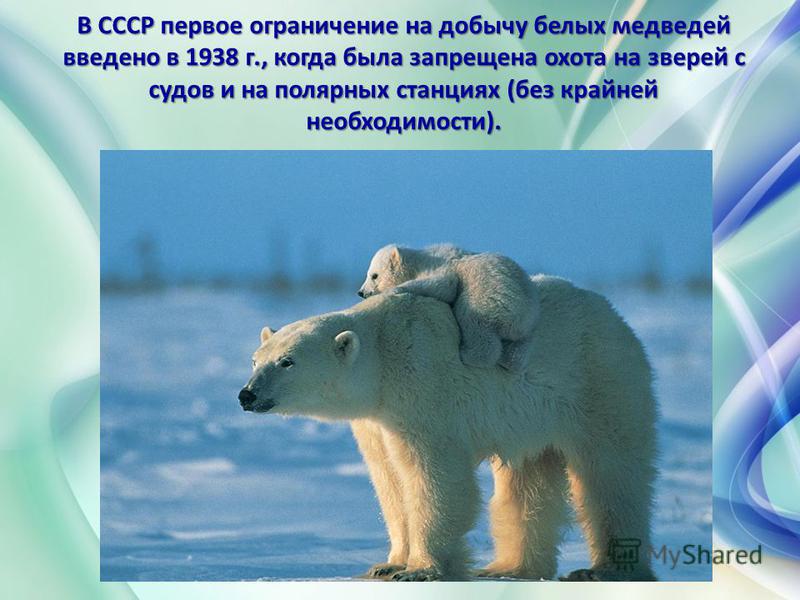 В СССР первое ограничение на добычу белых медведей введено в 1938 г., когда была запрещена охота на зверей с судов и на полярных станциях (без крайней необходимости).