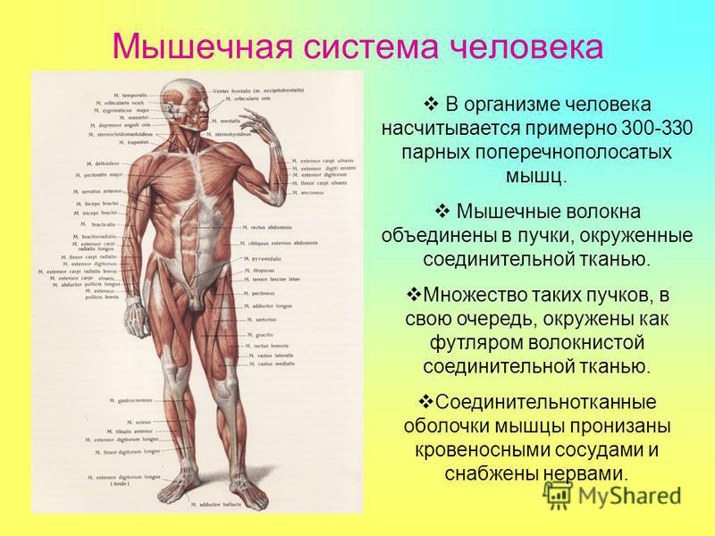 Мышечная система человека В организме человека насчитывается примерно 300-330 парных поперечнополосатых мышц. Мышечные волокна объединены в пучки, окруженные соединительной тканью. Множество таких пучков, в свою очередь, окружены как футляром волокни