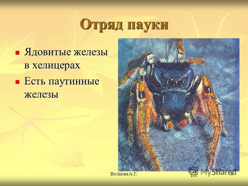 Фото кондилом на попе