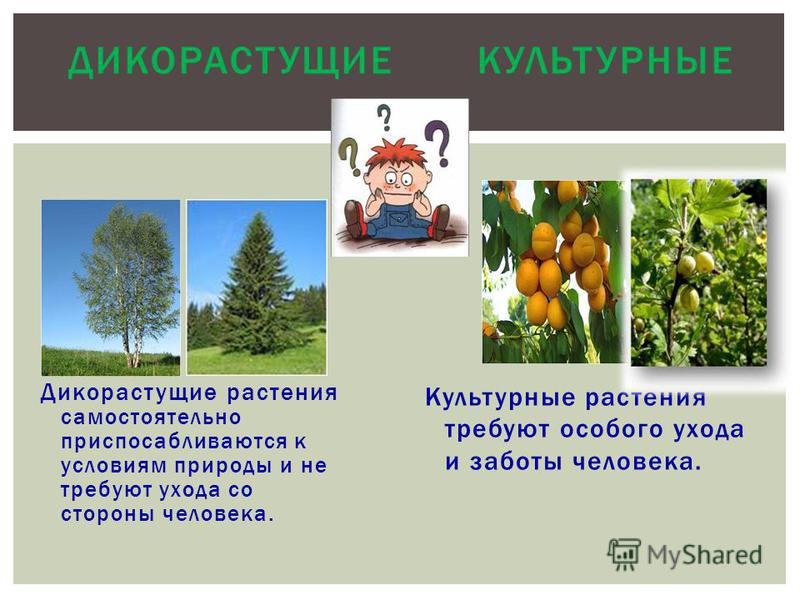 Культурные растения примеры окружающий мир