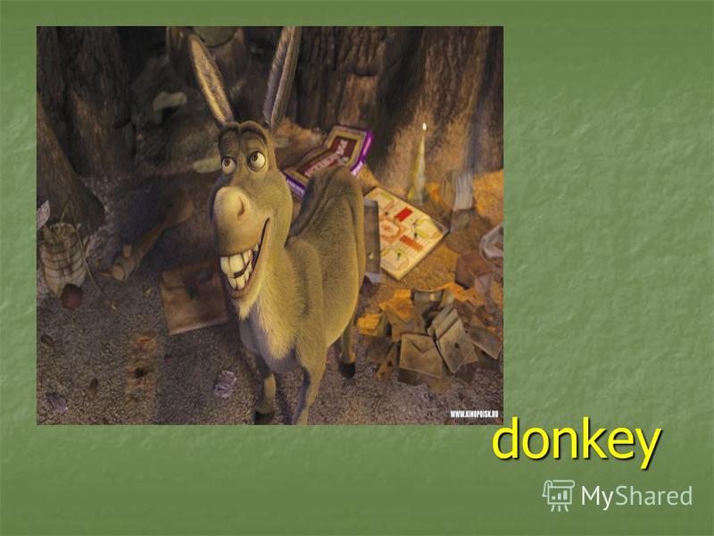donkey donkey