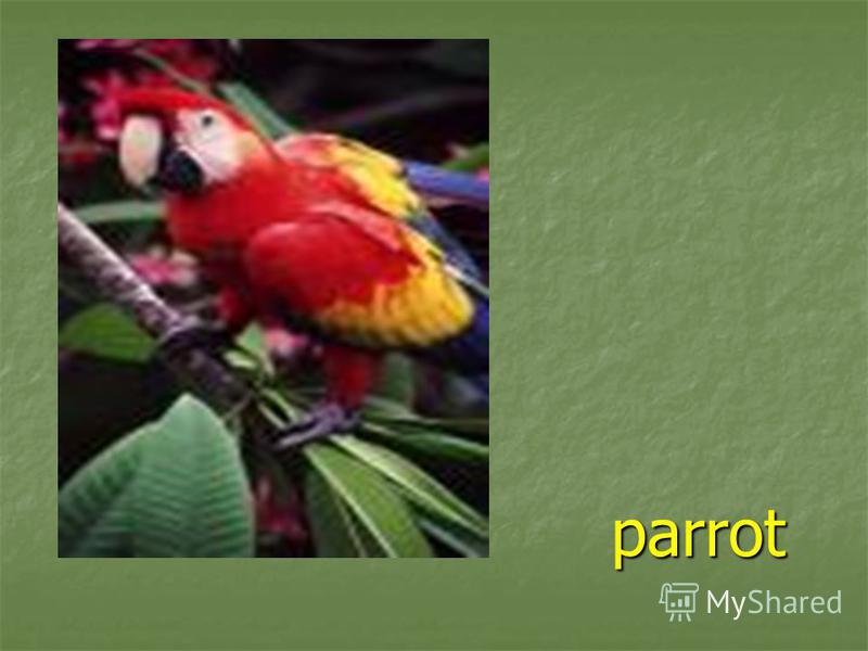 parrot parrot