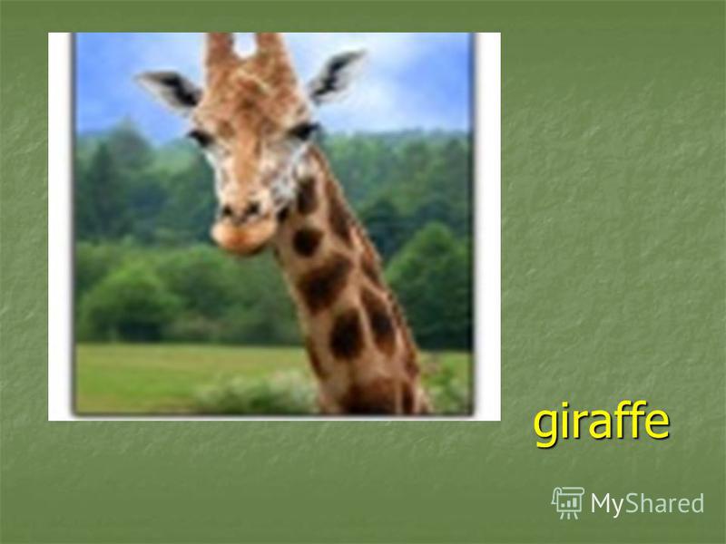 giraffe giraffe