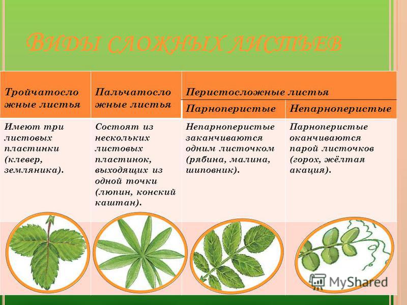 Пользуясь таблицей некоторые характеристики листовых пластинок