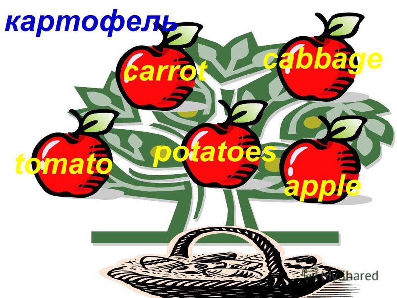 картофель tomato carrot potatoes cabbage apple