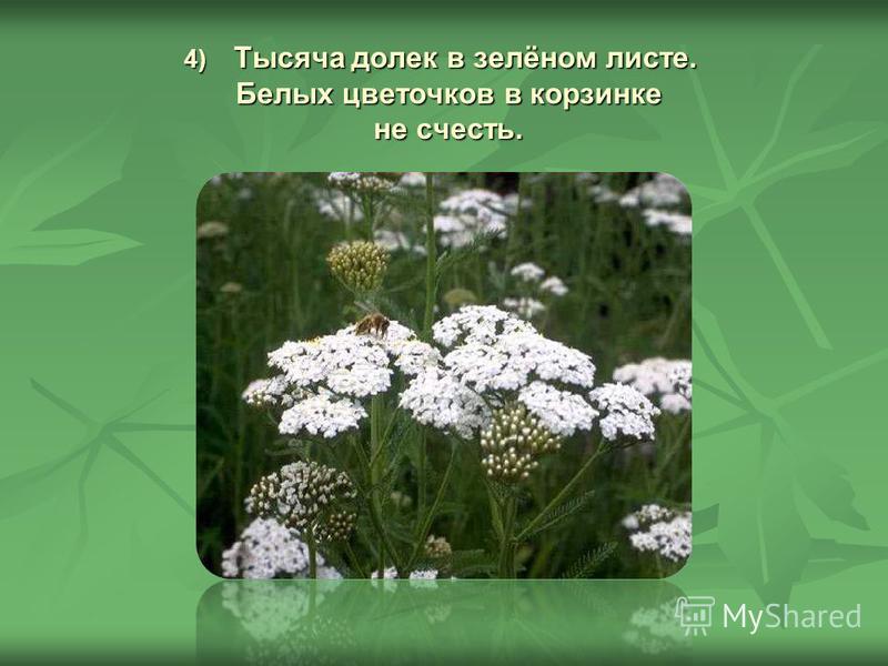 4) Тысяча долек в зелёном листе. Белых цветочков в корзинке не счесть.