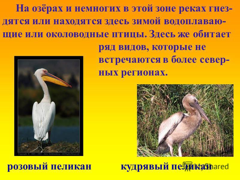 розовый пеликан кудрявый пеликан На озёрах и немногих в этой зоне реках гнездятся или находятся здесь зимой водоплавающие или околоводные птицы. Здесь же обитает ряд видов, которые не встречаются в более северных регионах.