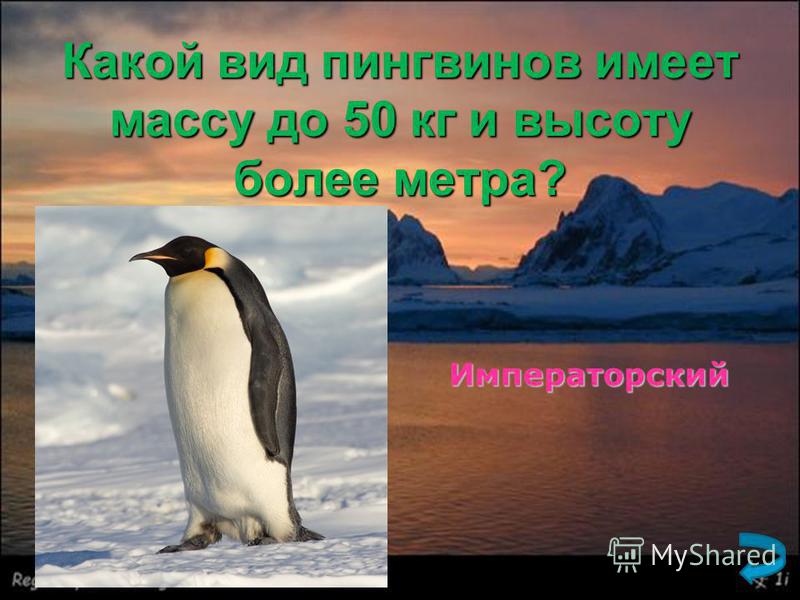 Какой вид пингвинов имеет массу до 50 кг и высоту более метра? Императорский