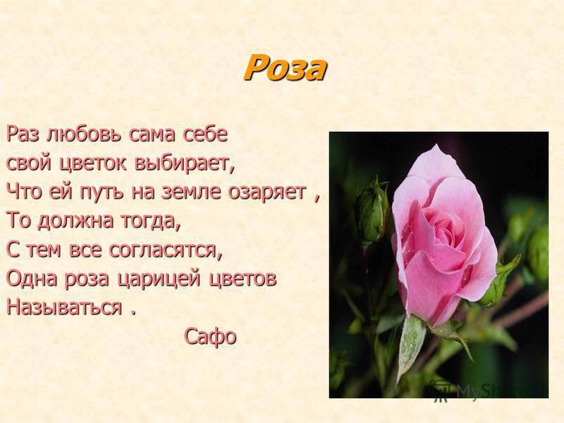 Цветка розы описание Цветка розы описание