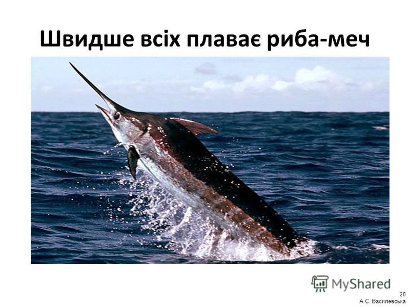 Швидше всіх плаває риба-меч 20 А.С. Василевська