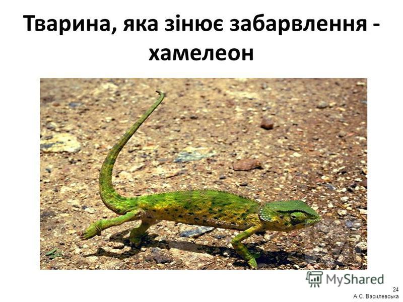 Тварина, яка зінює забарвлення - хамелеон 24 А.С. Василевська