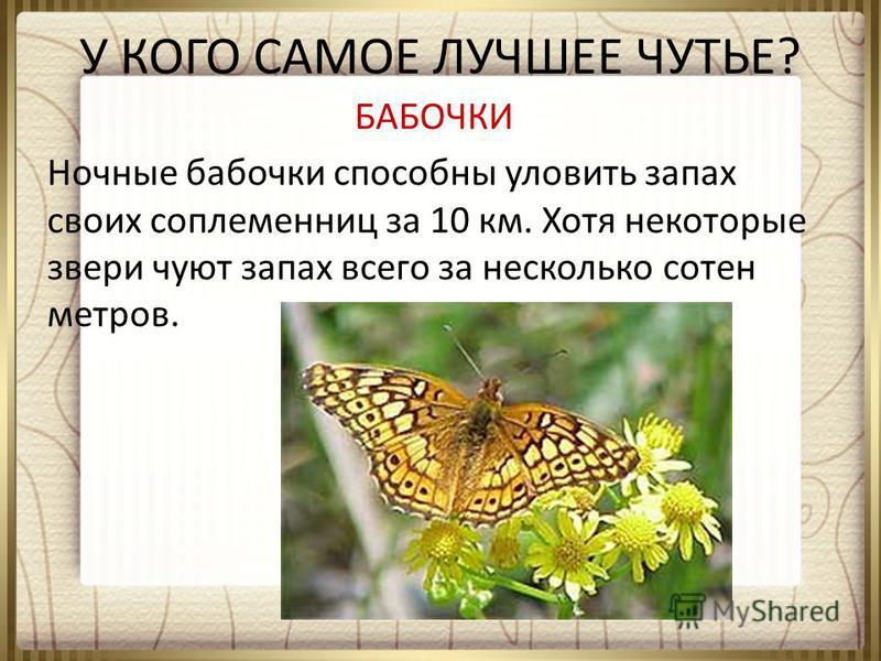 У КОГО САМОЕ ЛУЧШЕЕ ЧУТЬЕ? БАБОЧКИ Ночные бабочки способны уловить запах своих соплеменниц за 10 км. Хотя некоторые звери чуют запах всего за несколько сотен метров.