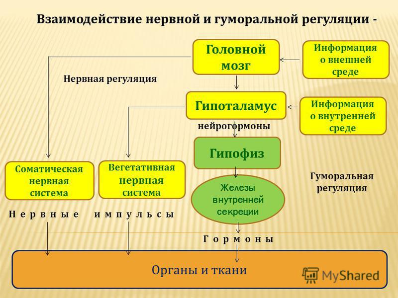 Таблица сравнения нервной и гуморальной регуляции