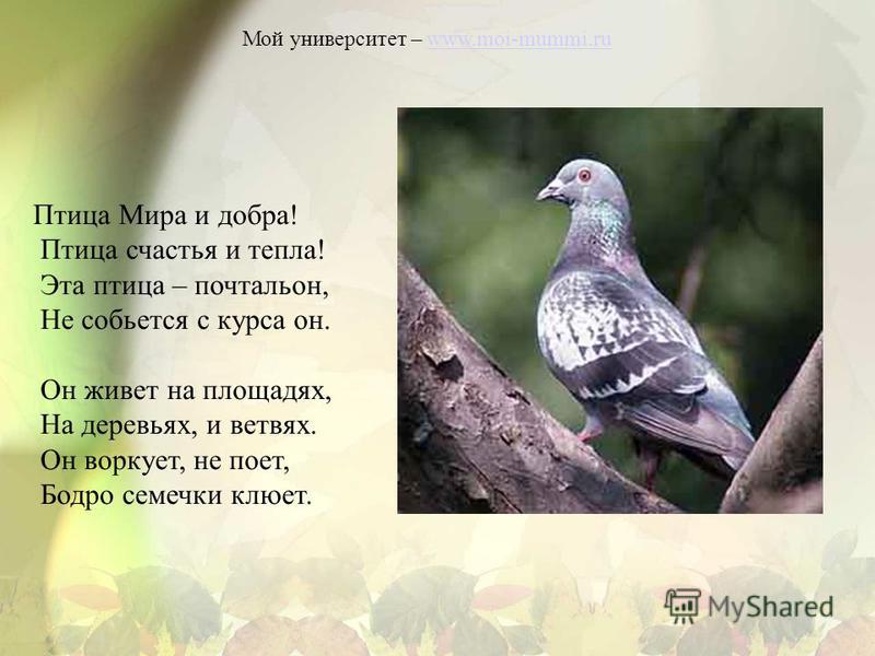 Мой университет – www.moi-mummi.ruwww.moi-mummi.ru Птица Мира и добра! Птица счастья и тепла! Эта птица – почтальон, Не собьется с курса он. Он живет на площадях, На деревьях, и ветвях. Он воркует, не поет, Бодро семечки клюет.