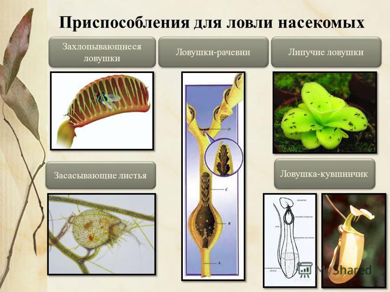 Приспособления Насекомых