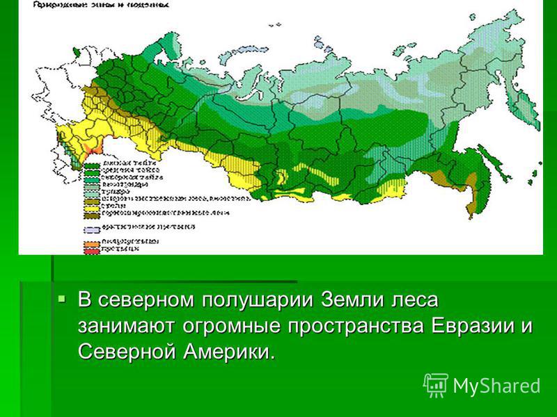 Доклад на тему t зимуют животные картинки Доклад на тему t зимуют животные картинки