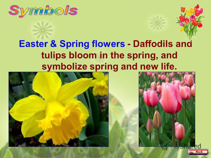 Easter & Spring flowers - Daffodils and tulips bloom in the spring, and symbolize spring and new life.