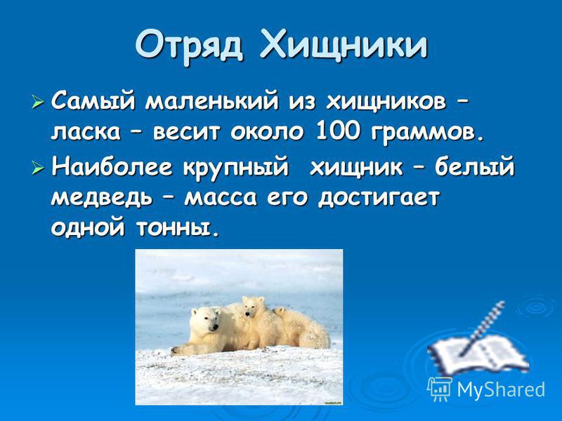 Отряд Хищники Самый маленький из хищников – ласка – весит около 100 граммов. Наиболее крупный хищник – белый медведь – масса его достигает одной тонны.