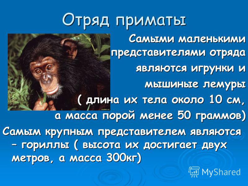 Отряд приматы Самыми маленькими представителями отряда Самыми маленькими представителями отряда являются игрунки и мышиные лемуры ( длина их тела около 10 см, а масса порой менее 50 граммов) Самым крупным представителем являются – гориллы ( высота их