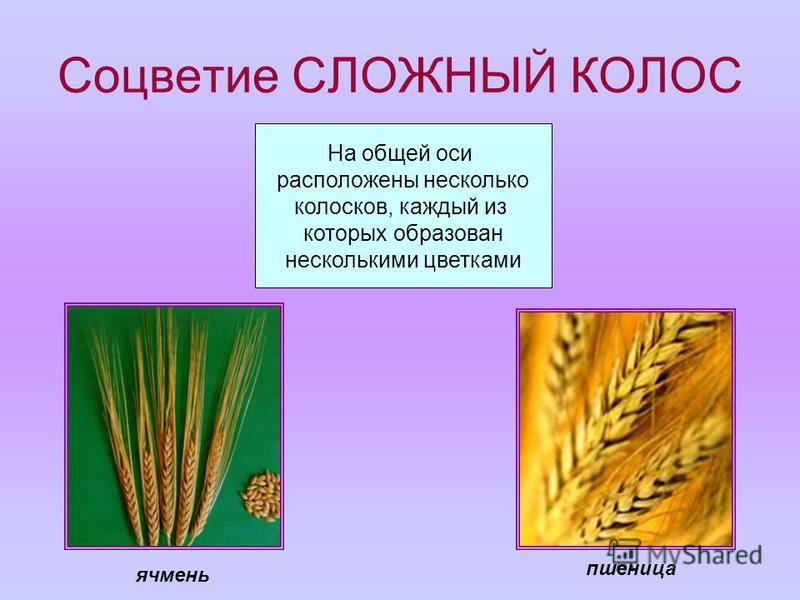 Соцветие СЛОЖНЫЙ КОЛОС На общей оси расположены несколько колосков, каждый из которых образован несколькими цветками ячмень пшеница