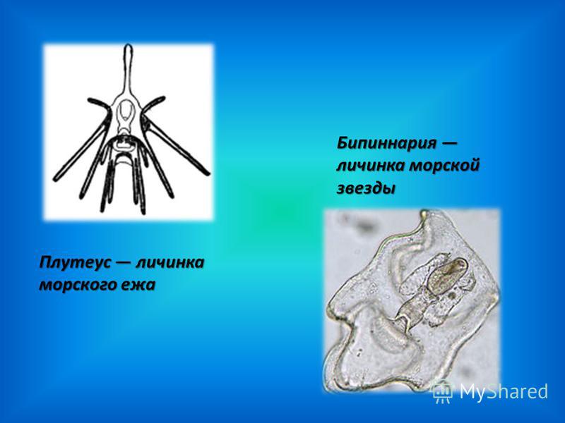 Плутеус личинка морского ежа Бипиннария личинка морской звезды