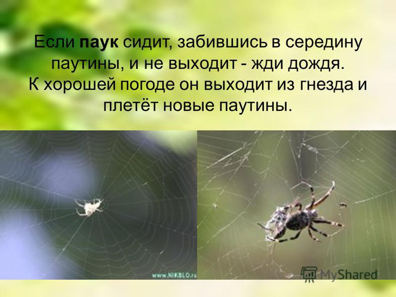 Если паук сидит, забившись в середину паутины, и не выходит - жди дождя. К хорошей погоде он выходит из гнезда и плетёт новые паутины.
