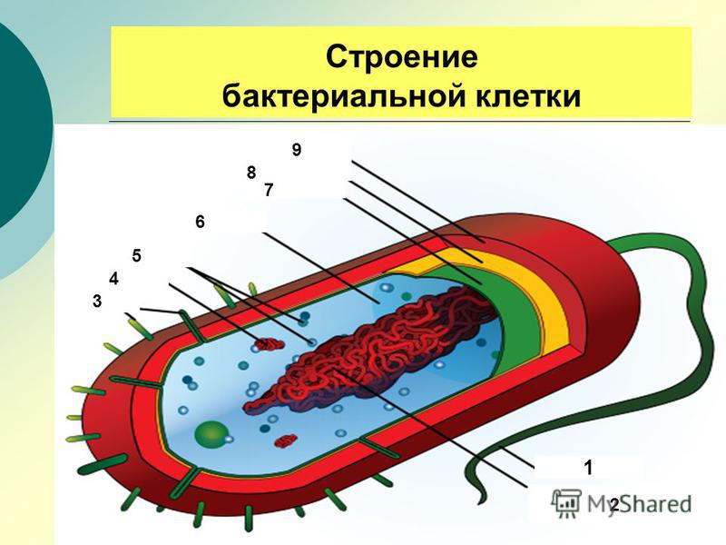 Строение бактериальной клетки 9 6 5 4 3 2 1 8 7