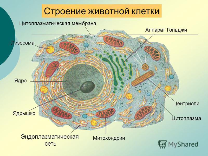Строение животной клетки Аппарат Гольджи Центриоли Митохондрии Лизосома Эндоплазматическая сеть Ядрышко Ядро Цитоплазма Цитоплазматическая мембрана