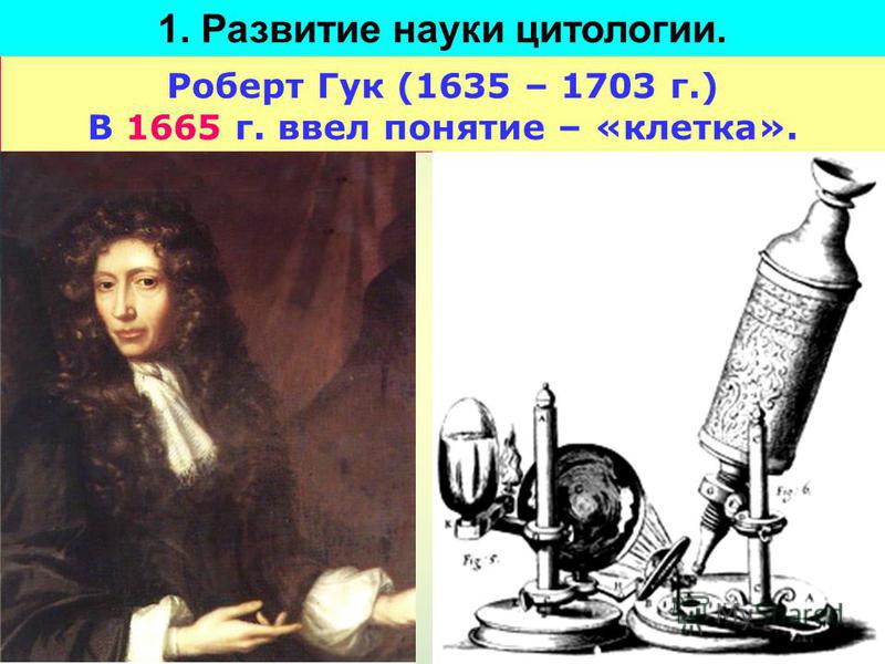 Роберт Гук (1635 – 1703 г.) В 1665 г. ввел понятие – «клетка». 1. Развитие науки цитологии.