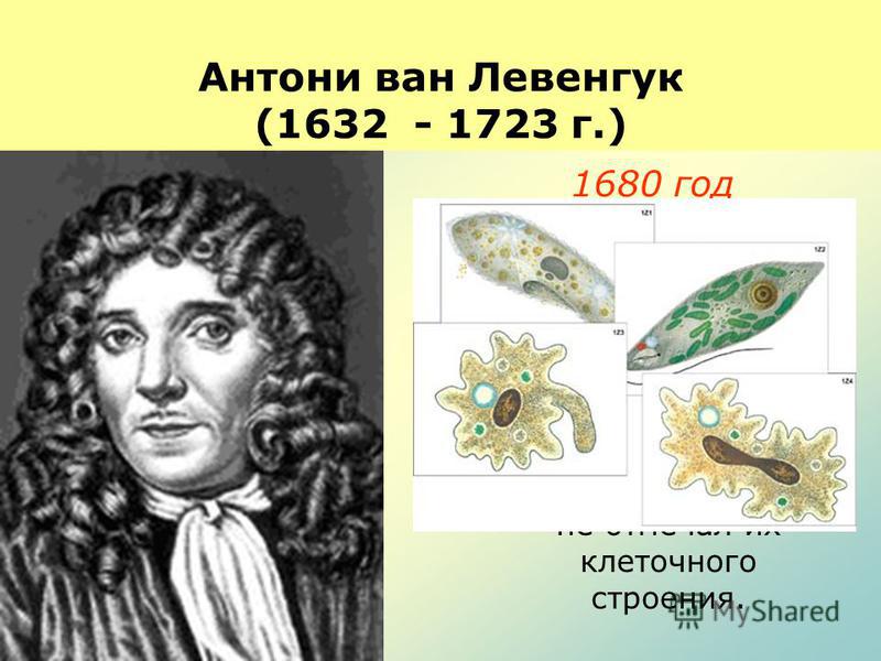 Антони ван Левенгук (1632 - 1723 г.) 1680 год Описал с большой точностью, наблюдаемые под микроскопом микроорганизмы. Он назвал их микроскопическими животными, однако не отмечал их клеточного строения.