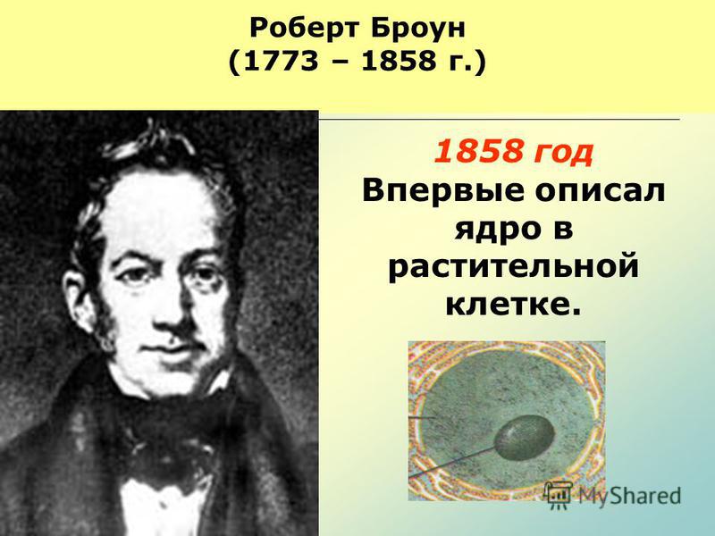 Роберт Броун (1773 – 1858 г.) 1858 год Впервые описал ядро в растительной клетке.