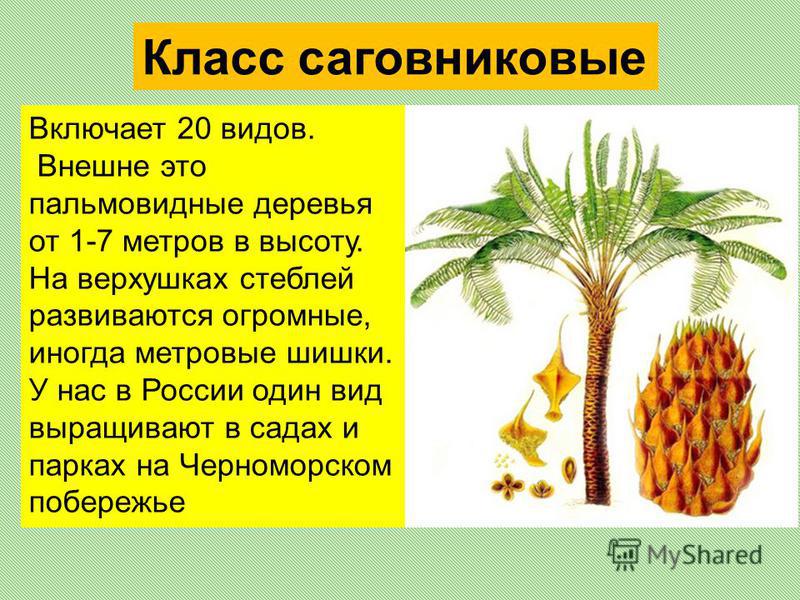 Включает 20 видов. Внешне это пальмовидные деревья от 1-7 метров в высоту. На верхушках стеблей развиваются огромные, иногда метровые шишки. У нас в России один вид выращивают в садах и парках на Черноморском побережье Класс саговниковые