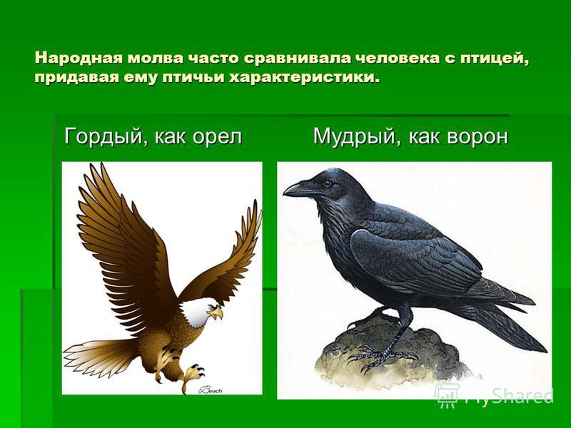 Народная молва часто сравнивала человека с птицей, придавая ему птичьи характеристики. Гордый, как орел Гордый, как орел Мудрый, как ворон