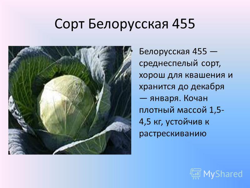 Сорт Белорусская 455 Белорусская 455 среднеспелый сорт, хорош для квашения и хранится до декабря января. Кочан плотный массой 1,5- 4,5 кг, устойчив к растрескиванию