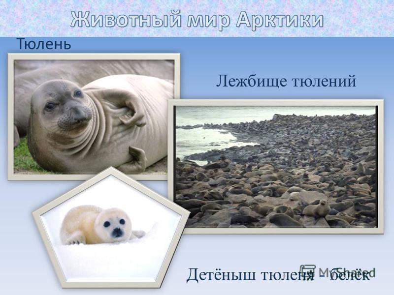 Тюлень Детёныш тюленя - белёк Лежбище тюлений