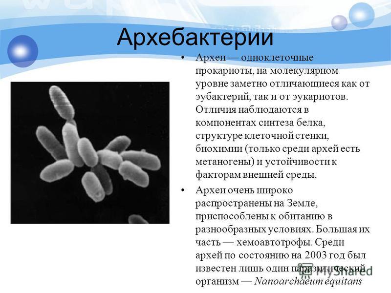 Архебактерии Археи одноклеточные прокариоты, на молекулярном уровне заметно отличающиеся как от эубактерий, так и от эукариотов. Отличия наблюдаются в компонентах синтеза белка, структуре клеточной стенки, биохимии (только среди архей есть метаногены
