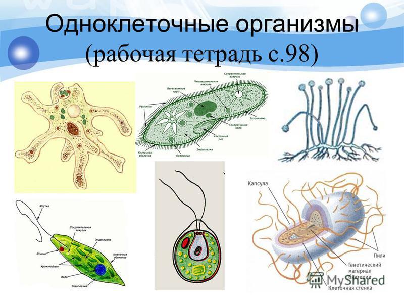 Одноклеточные организмы (рабочая тетрадь с.98)
