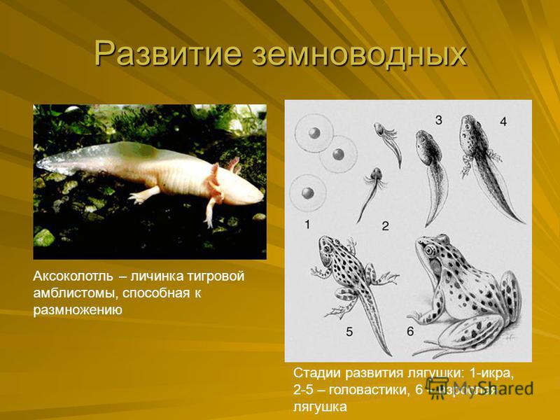 Развитие земноводных Аксоколотль – личинка тигровой амблистомы, способная к размножению Стадии развития лягушки: 1-икра, 2-5 – головастики, 6 – взрослая лягушка